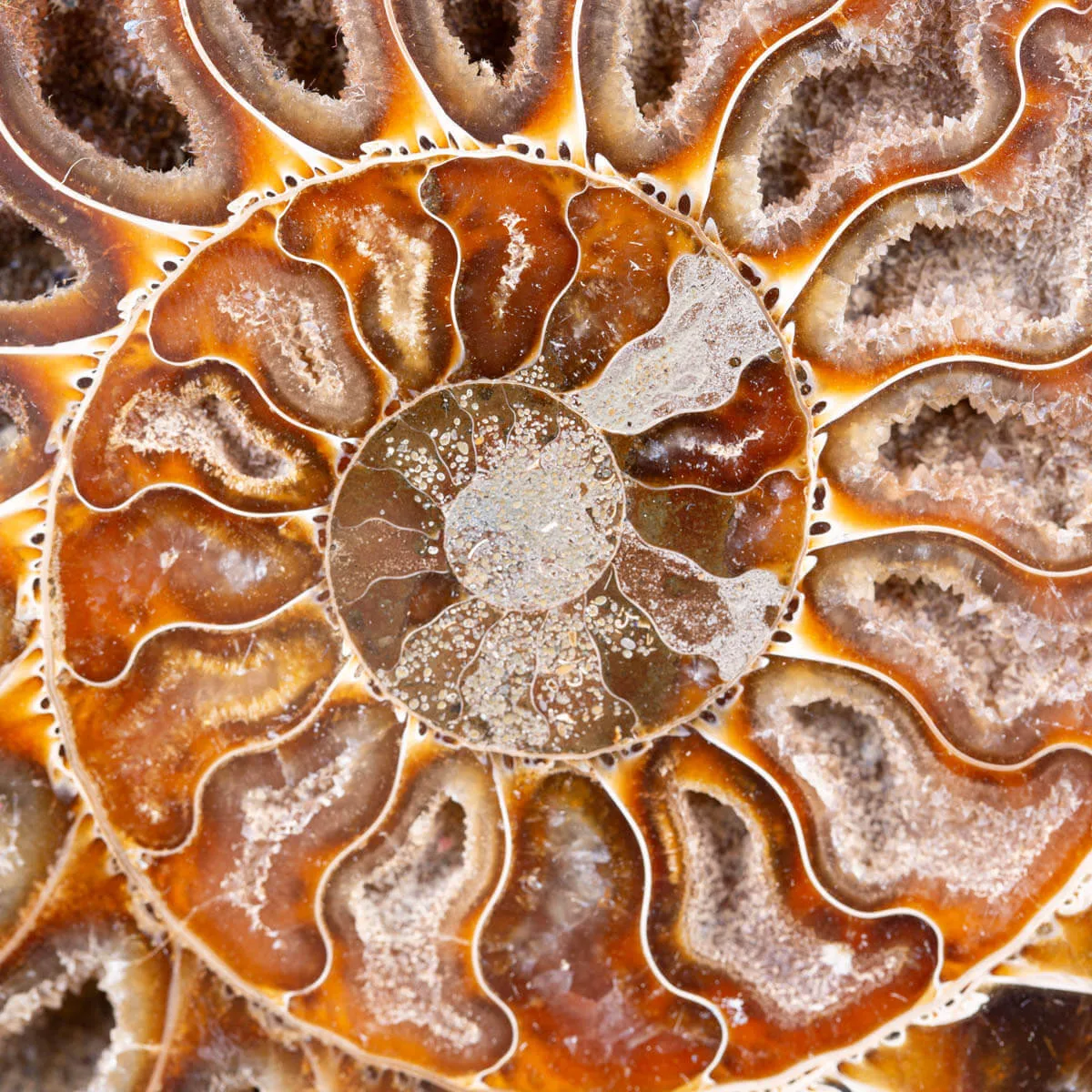 Ammonite Cleoniceras sezionata