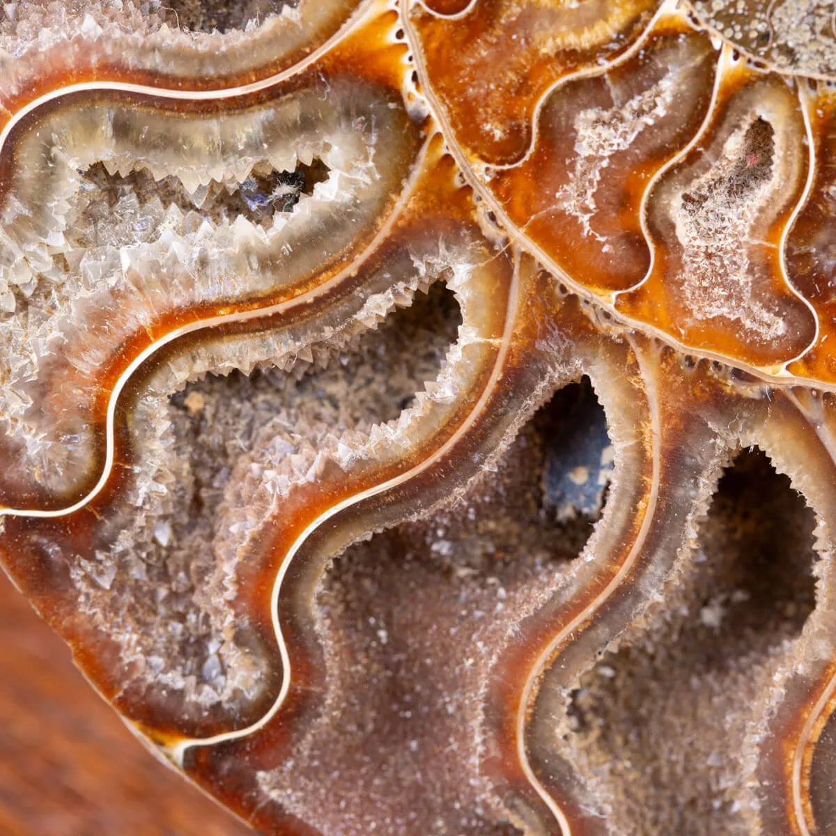 Ammonite Cleoniceras sezionata