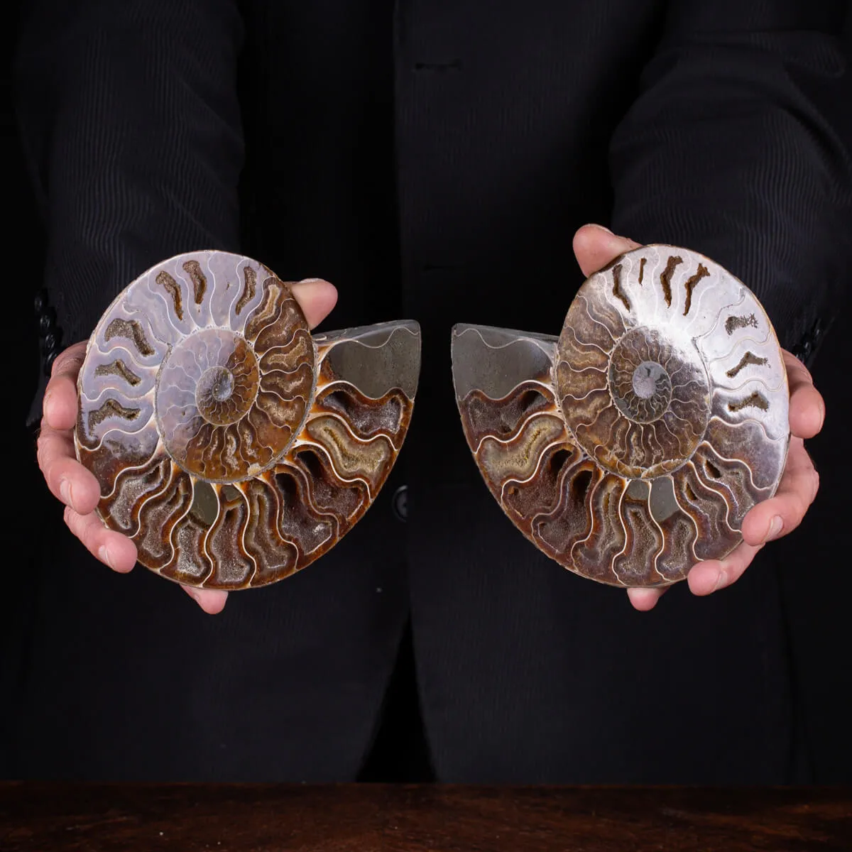 Ammonite Cleoniceras sezionata