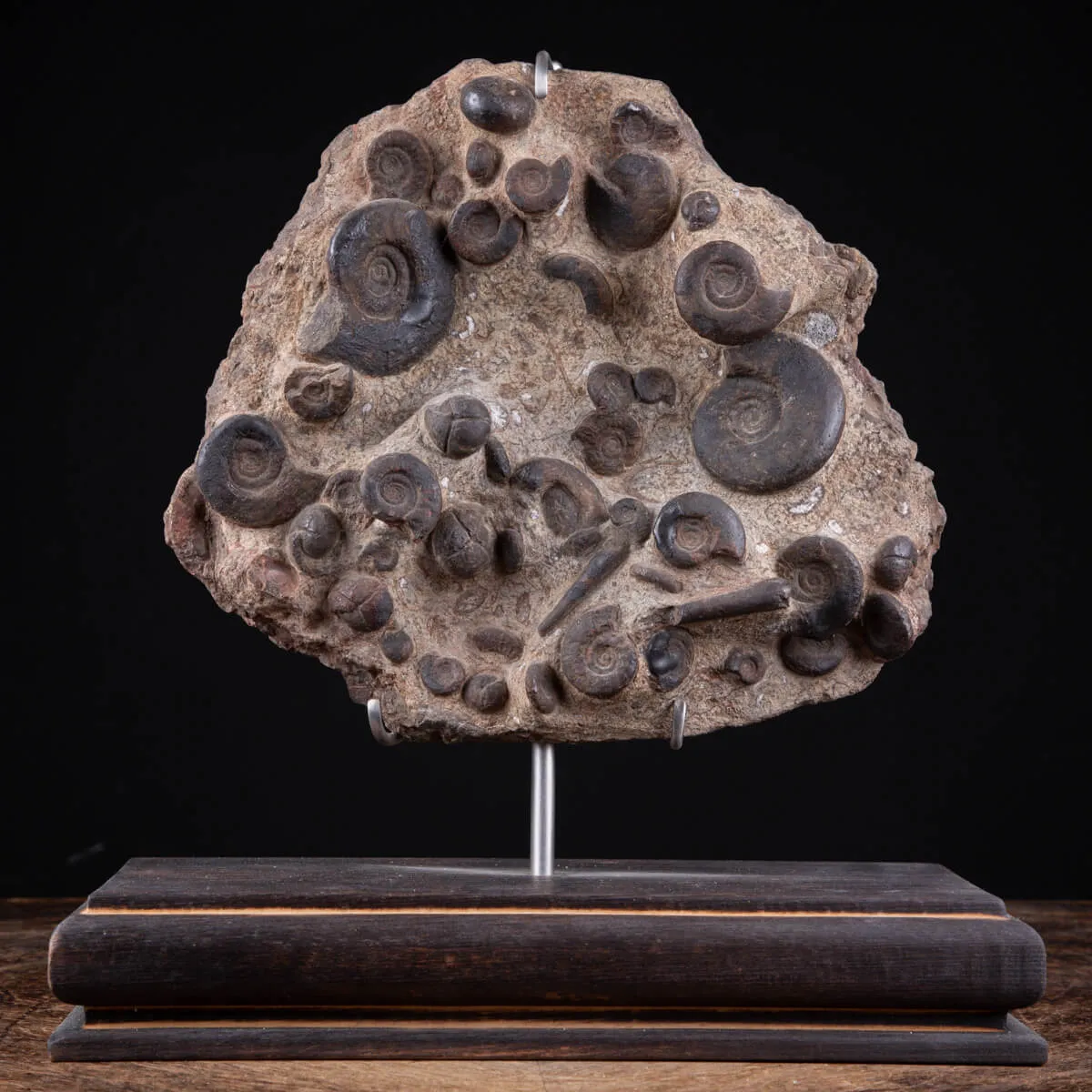 Lastra con Ammoniti Fossili.