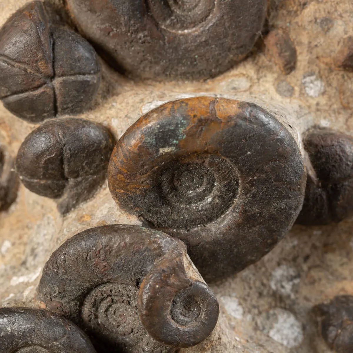 Lastra Ammoniti del Marocco