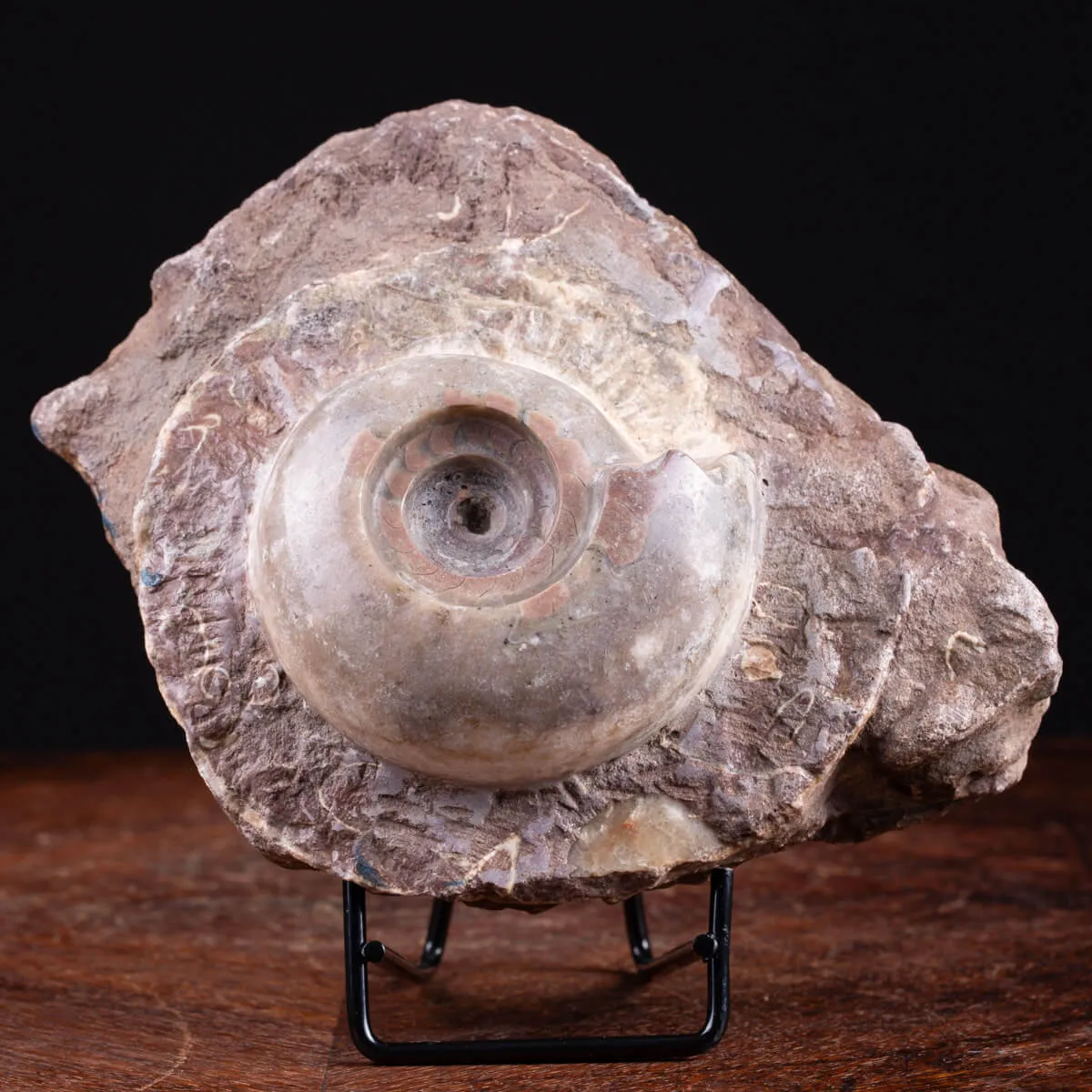 Fossile di Metalegoceras: Spirali del Tempo.