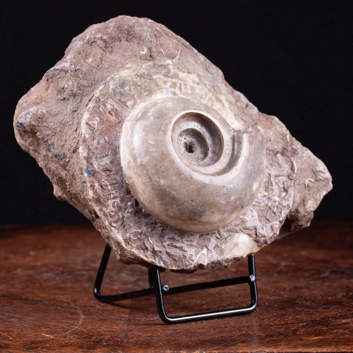 Fossile di Metalegoceras: Spirali del Tempo.