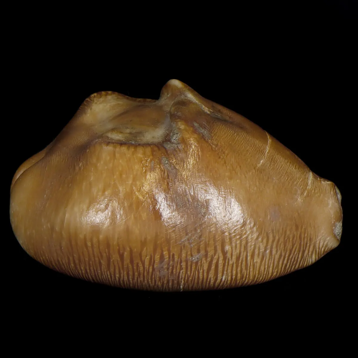 Cypraea Ovata Caputviperae