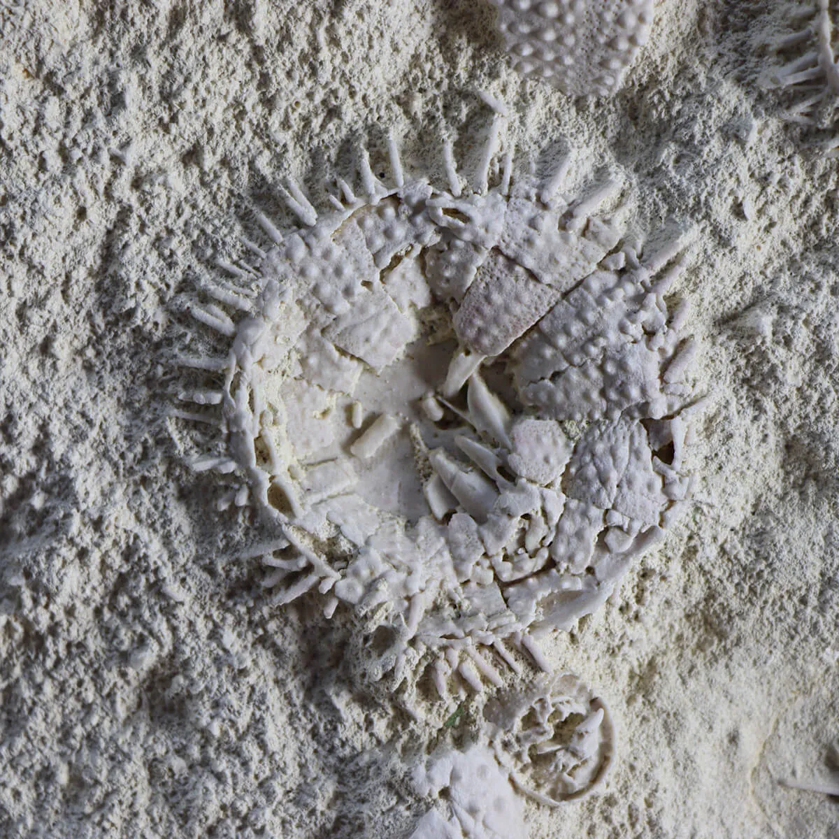 Lastra con Ricci di Mare fossili