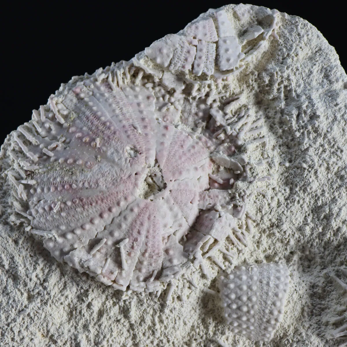 Lastra con Ricci di Mare fossili