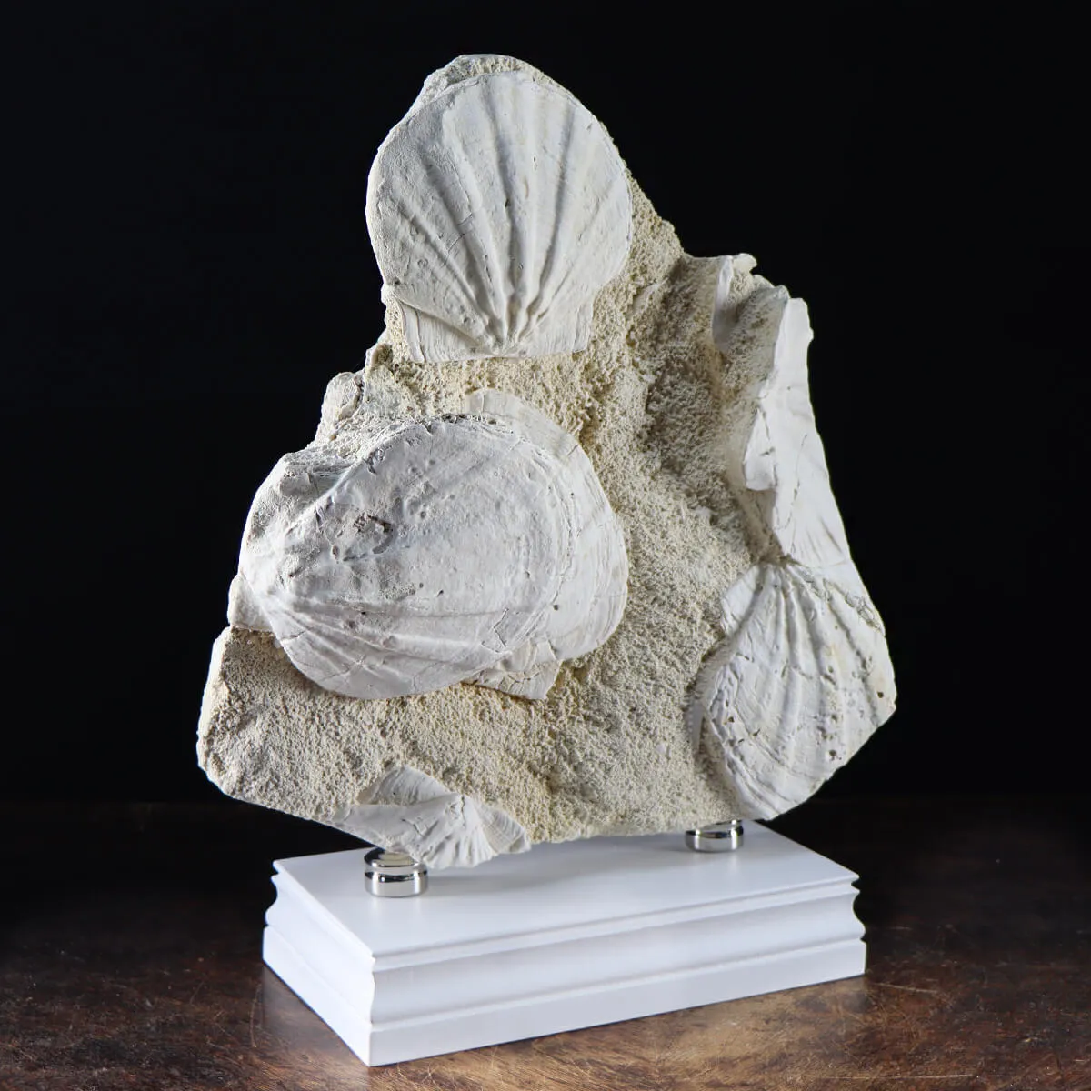 Lastra con Pecten fossili