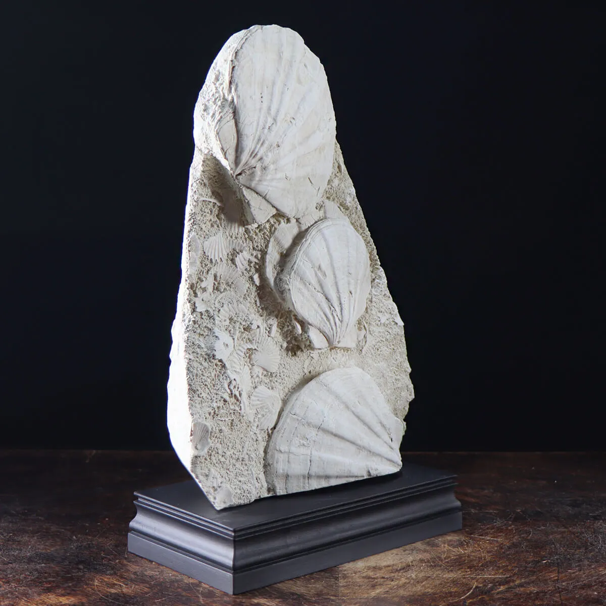 Lastra con Pecten fossili