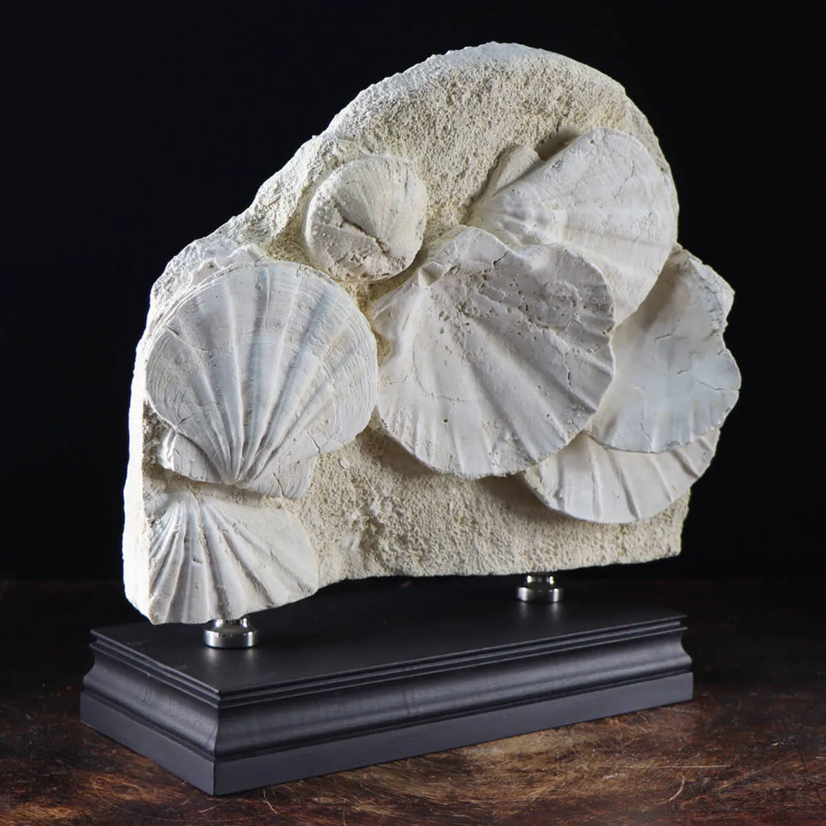 Lastra con Pecten e Riccio di mare fossili