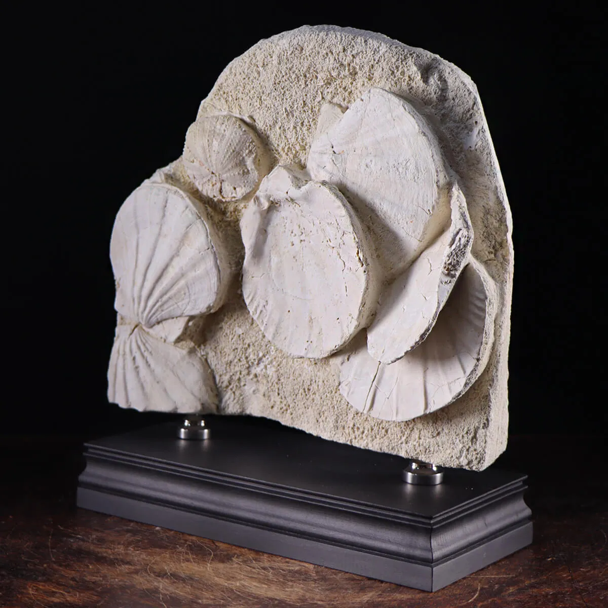 Lastra con Pecten e Riccio di mare fossili