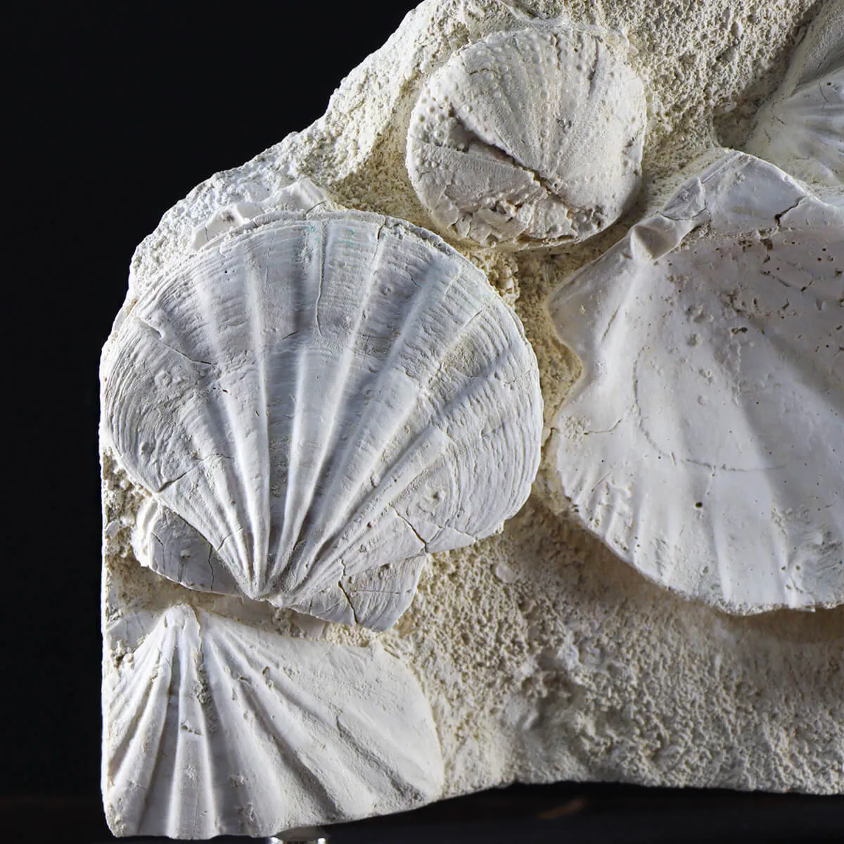 Lastra con Pecten e Riccio di mare fossili