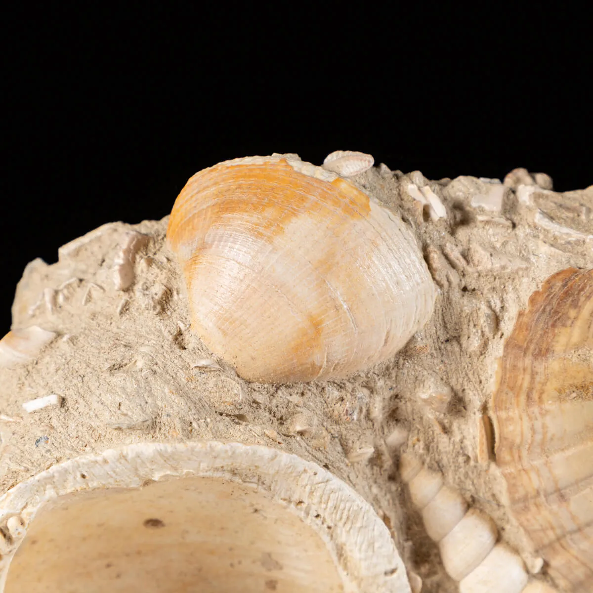 Lastra con conchiglie fossili
