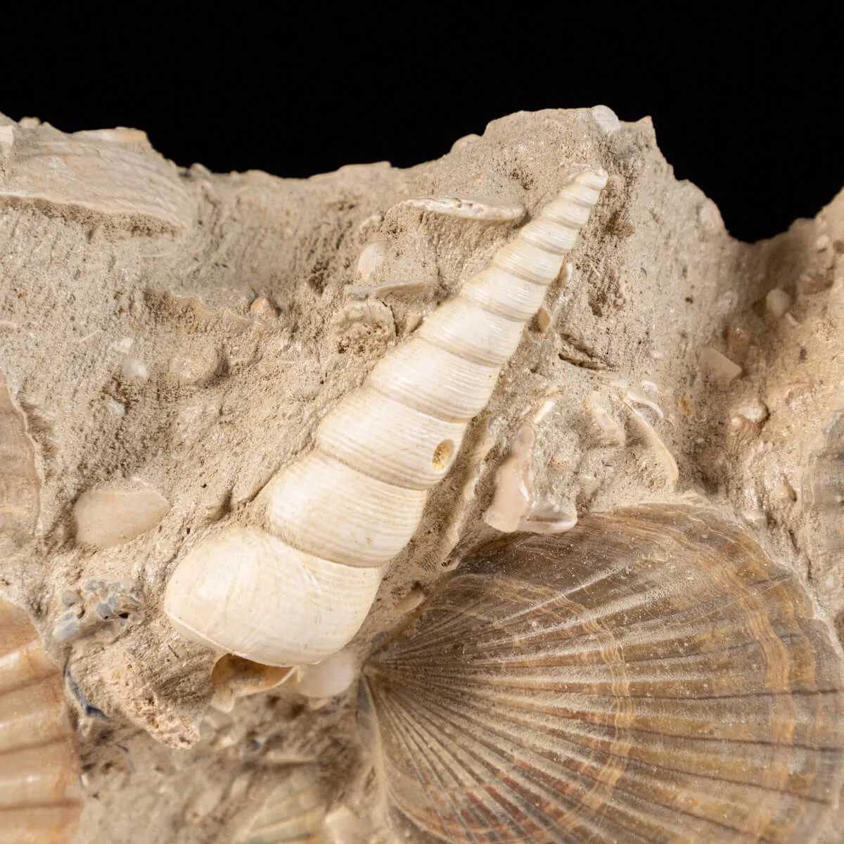 Lastra con conchiglie fossili