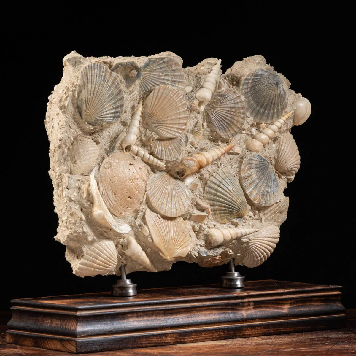 Lastra con conchiglie fossili