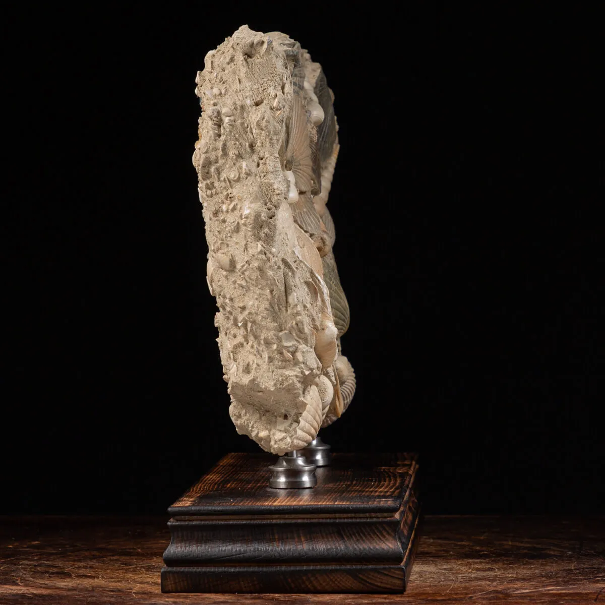 Lastra con conchiglie fossili