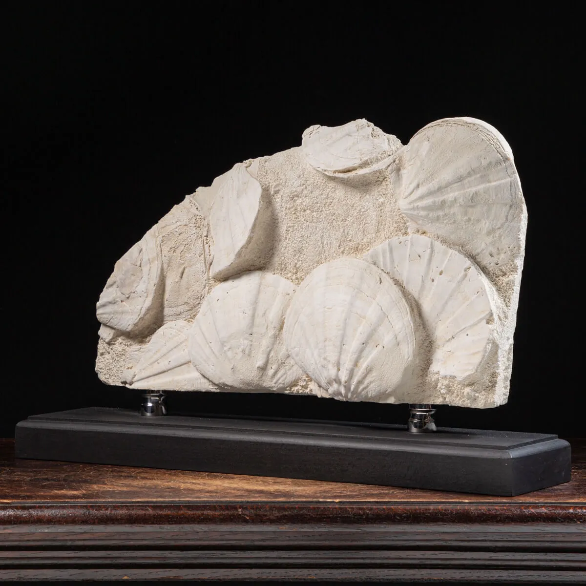 Lastra con Pecten fossili
