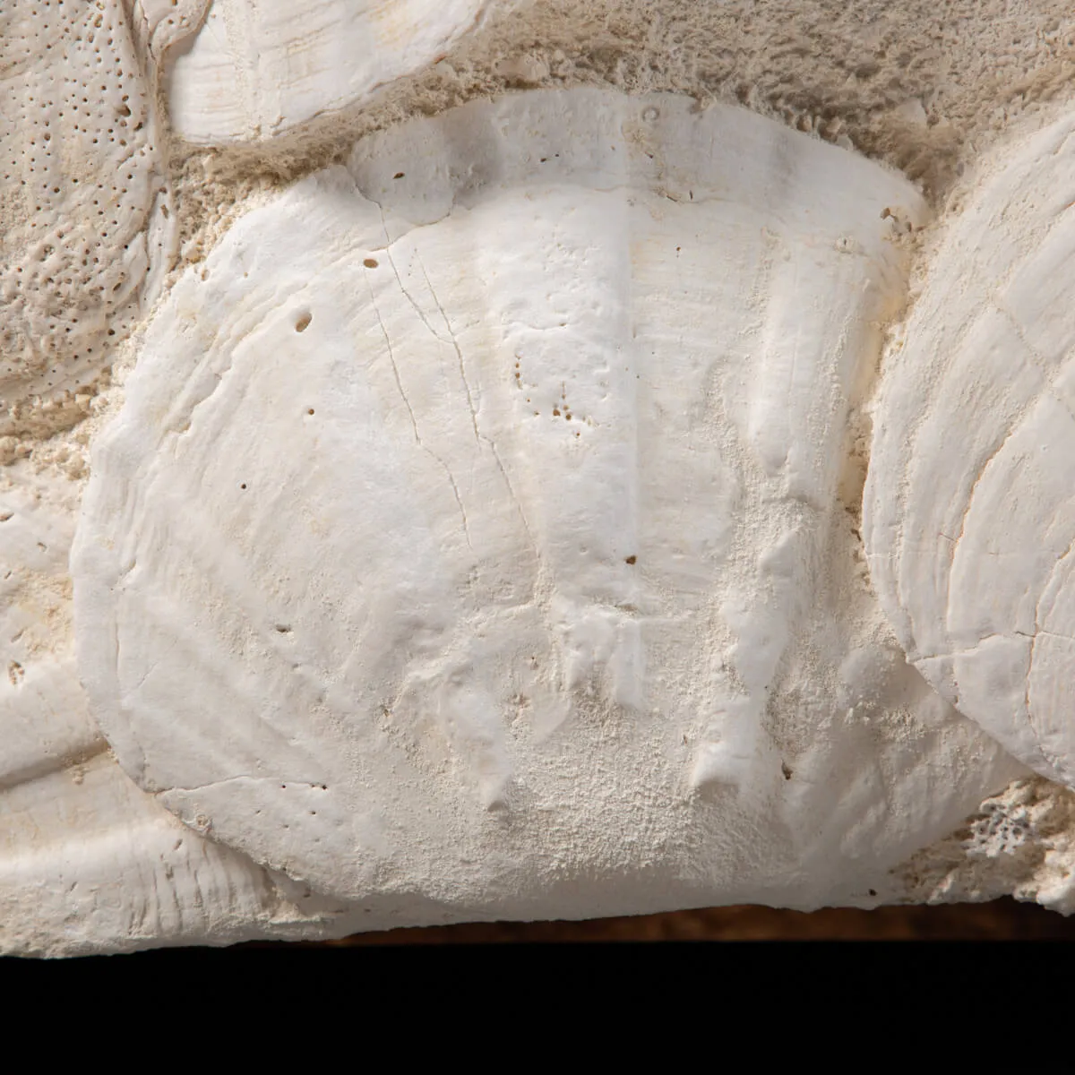 Lastra con Pecten fossili