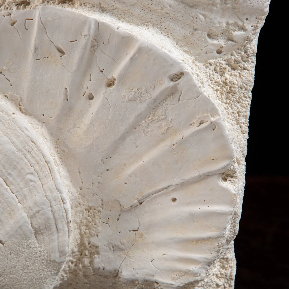 Lastra con Pecten fossili