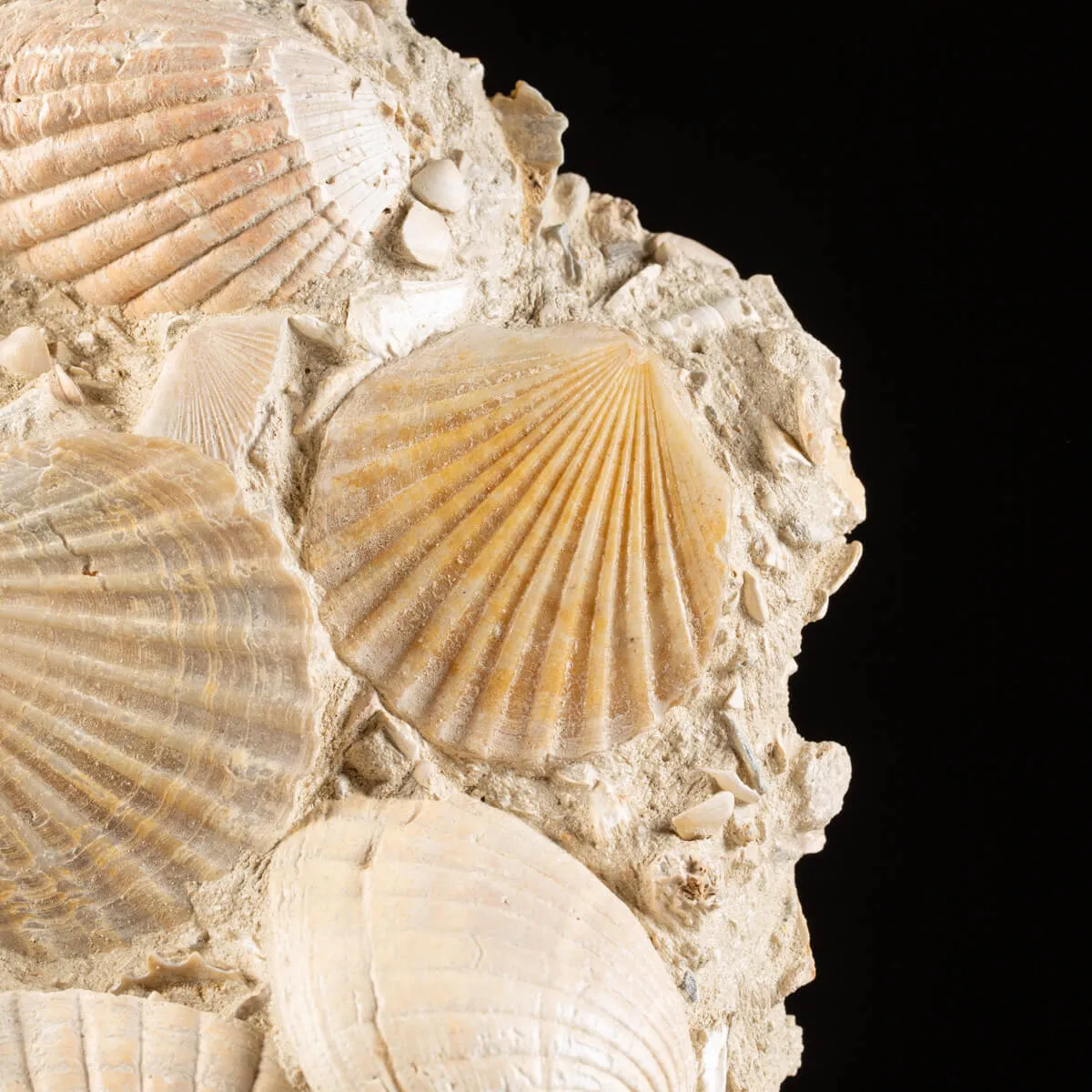 Lastra con conchiglie fossili