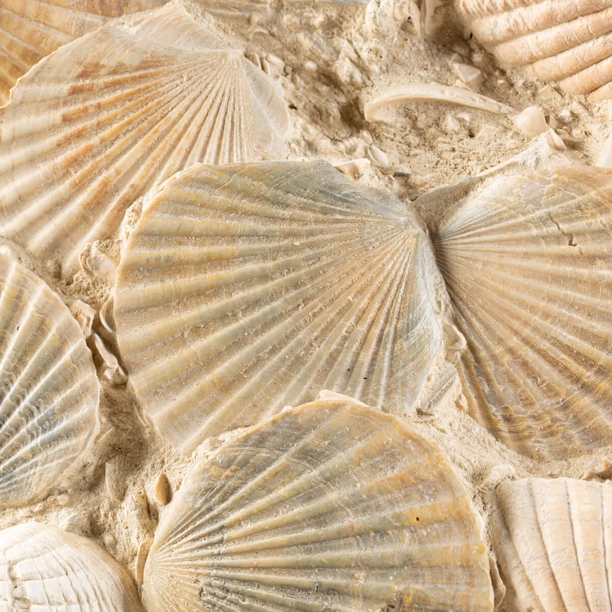 Lastra con conchiglie fossili