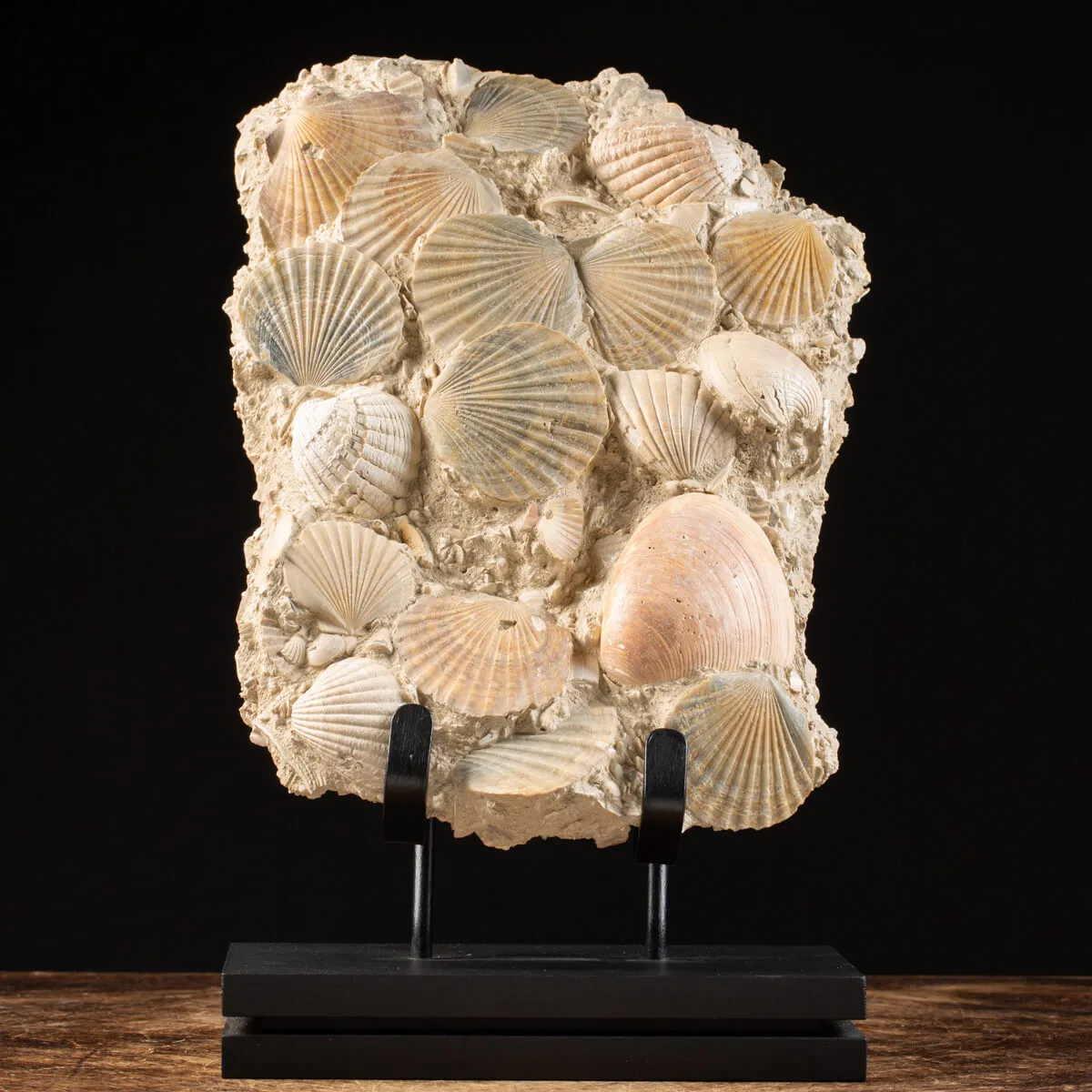 Lastra con conchiglie fossili