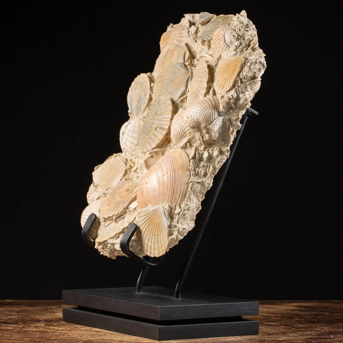 Lastra con conchiglie fossili