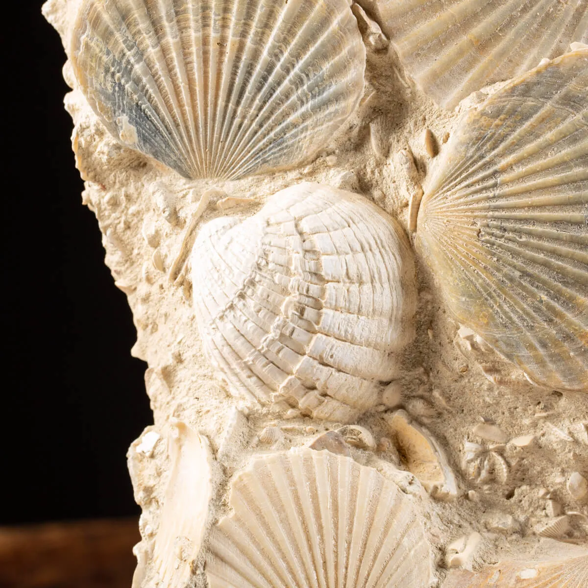Lastra con conchiglie fossili