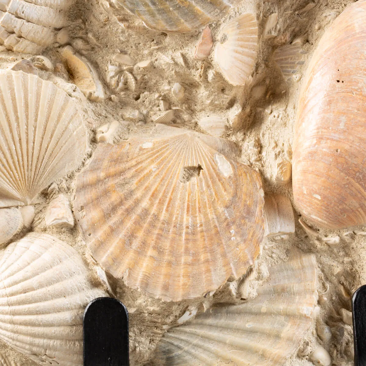 Lastra con conchiglie fossili