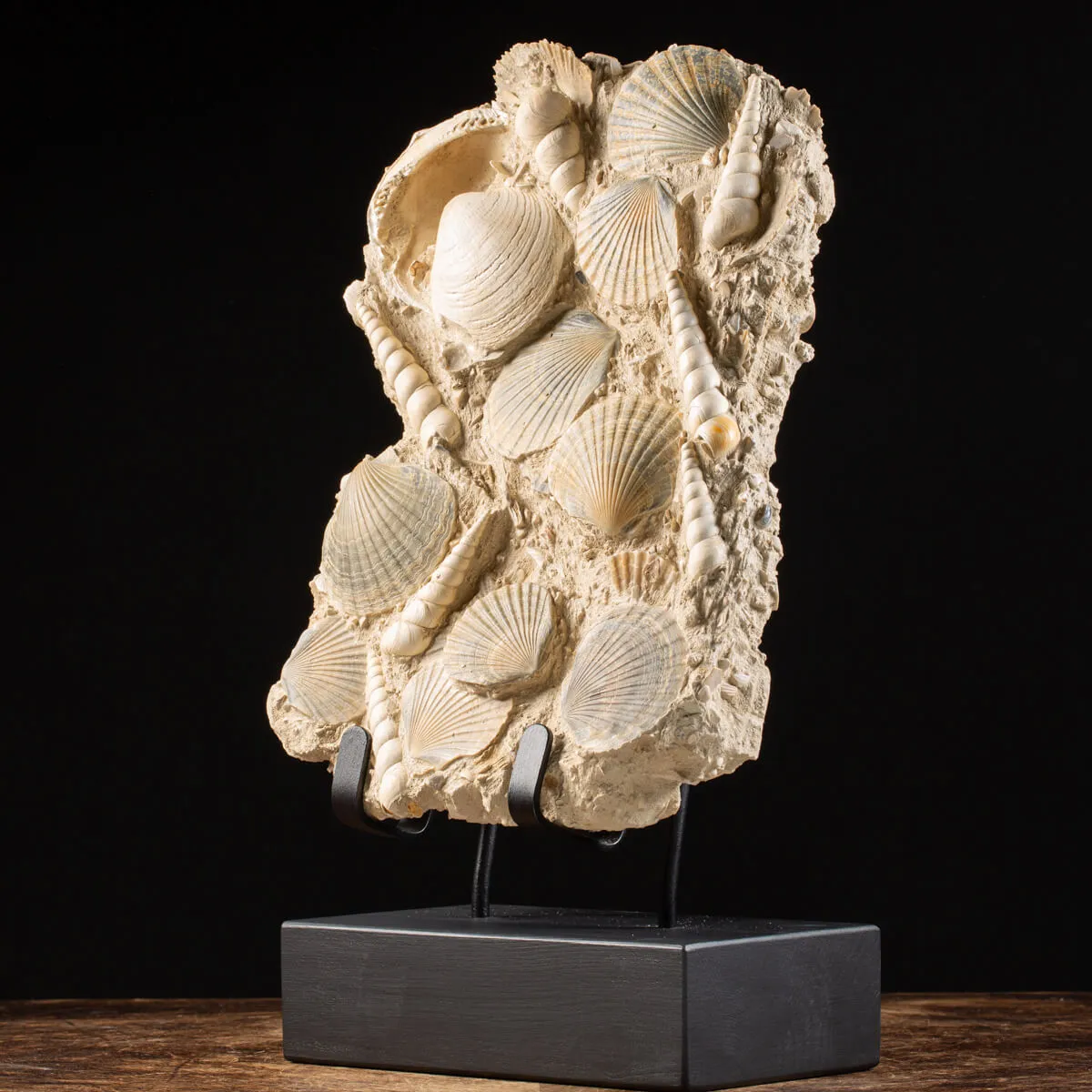 Lastra con conchiglie fossili