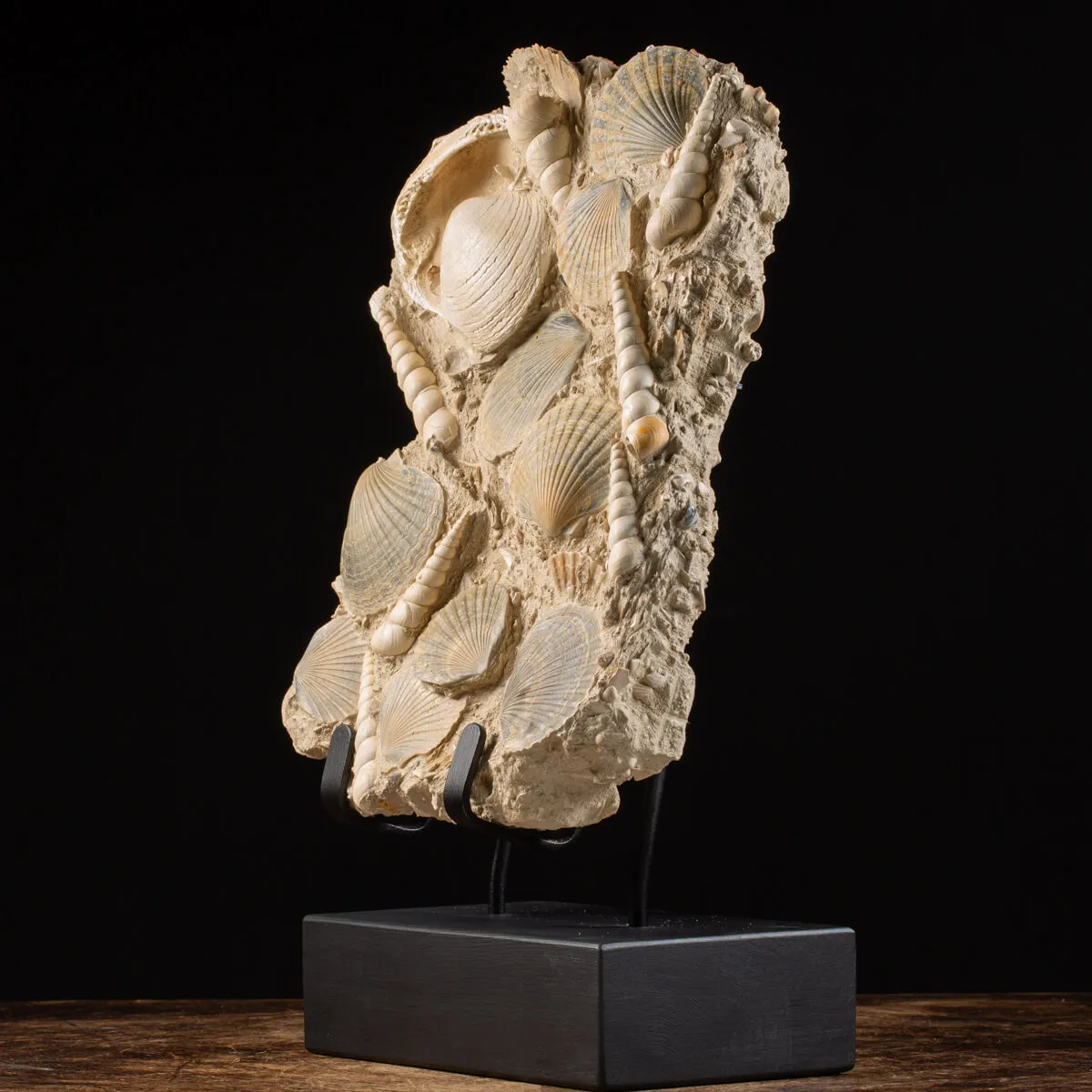 Lastra con conchiglie fossili