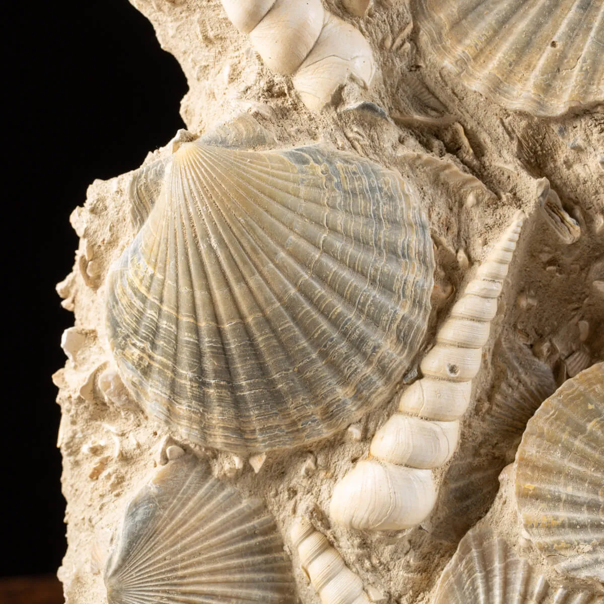 Lastra con conchiglie fossili