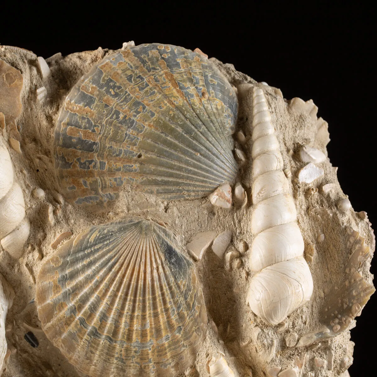 Lastra con conchiglie fossili