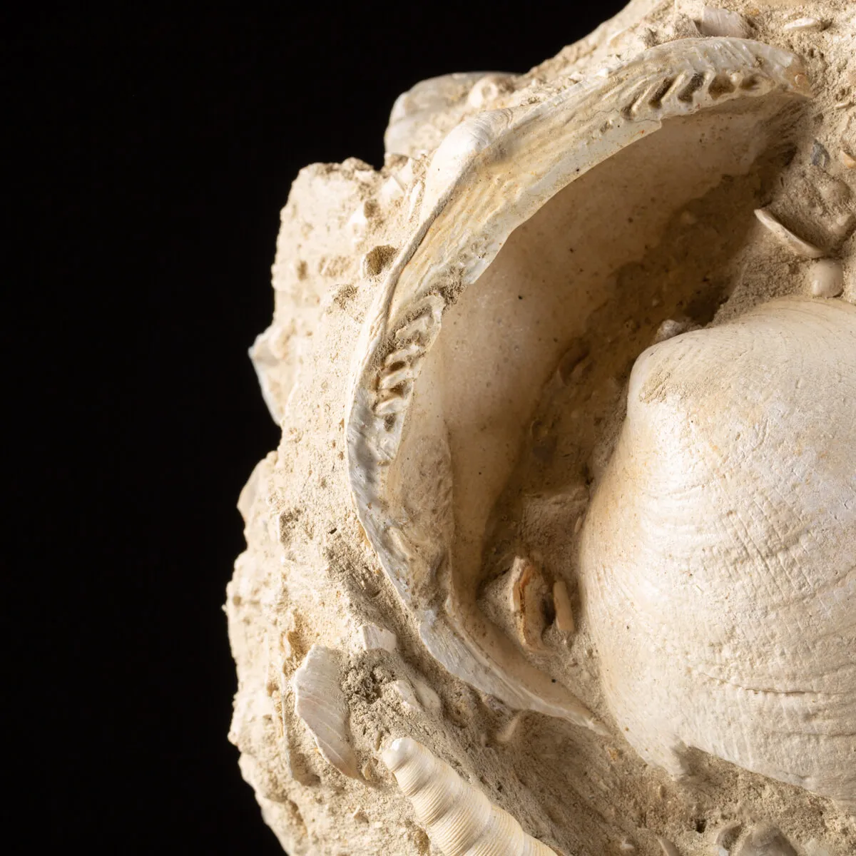 Lastra con conchiglie fossili