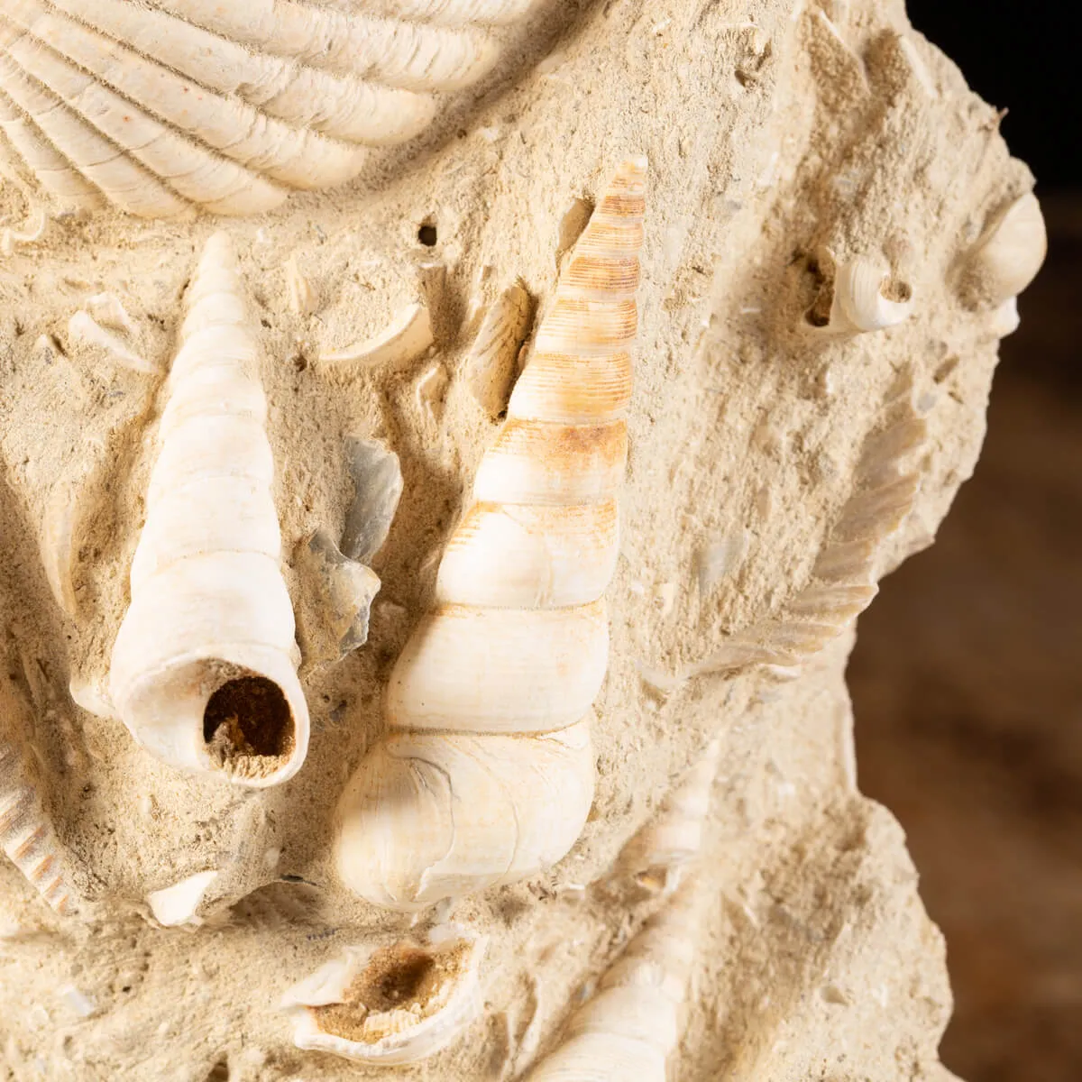 Lastra con conchiglie fossili