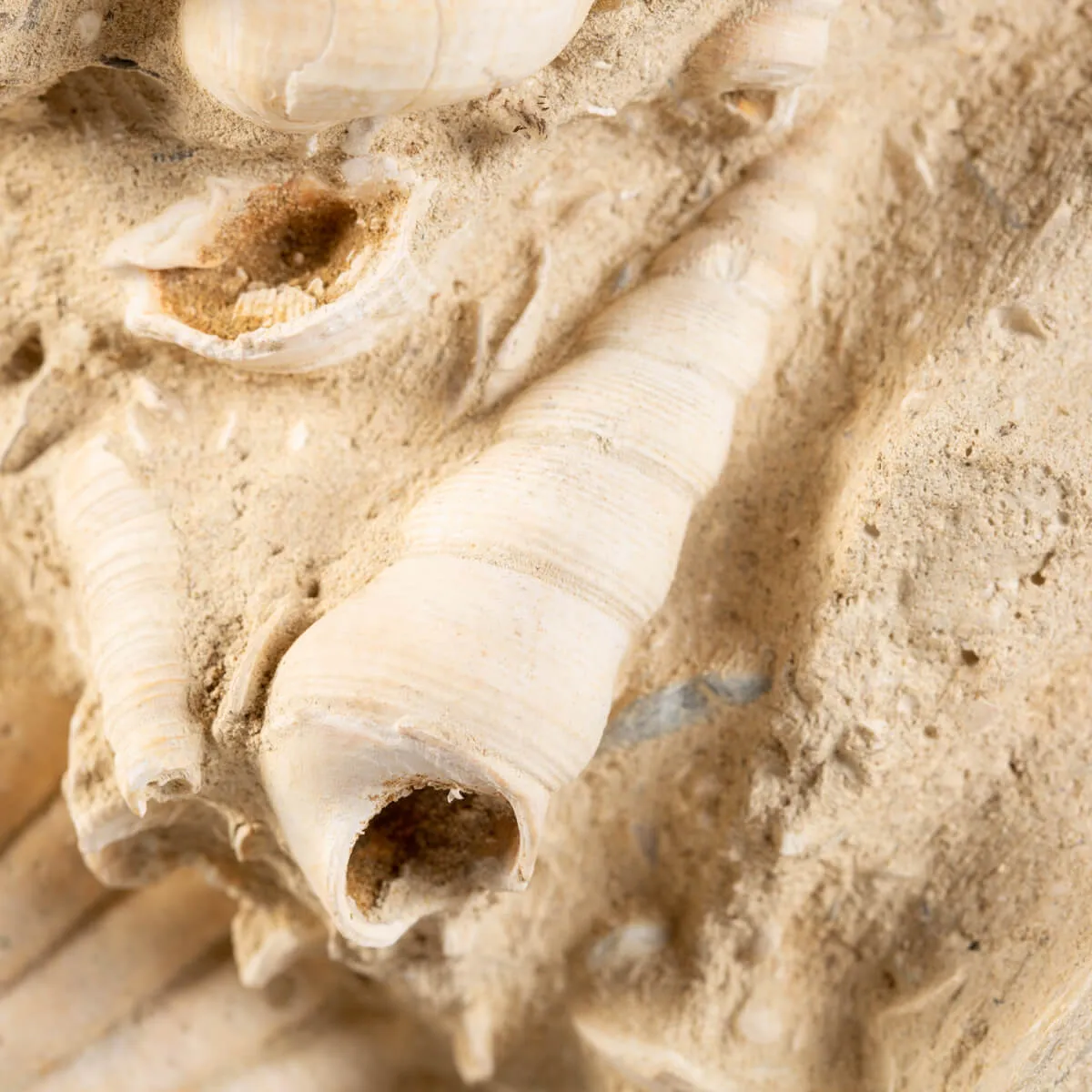 Lastra con conchiglie fossili