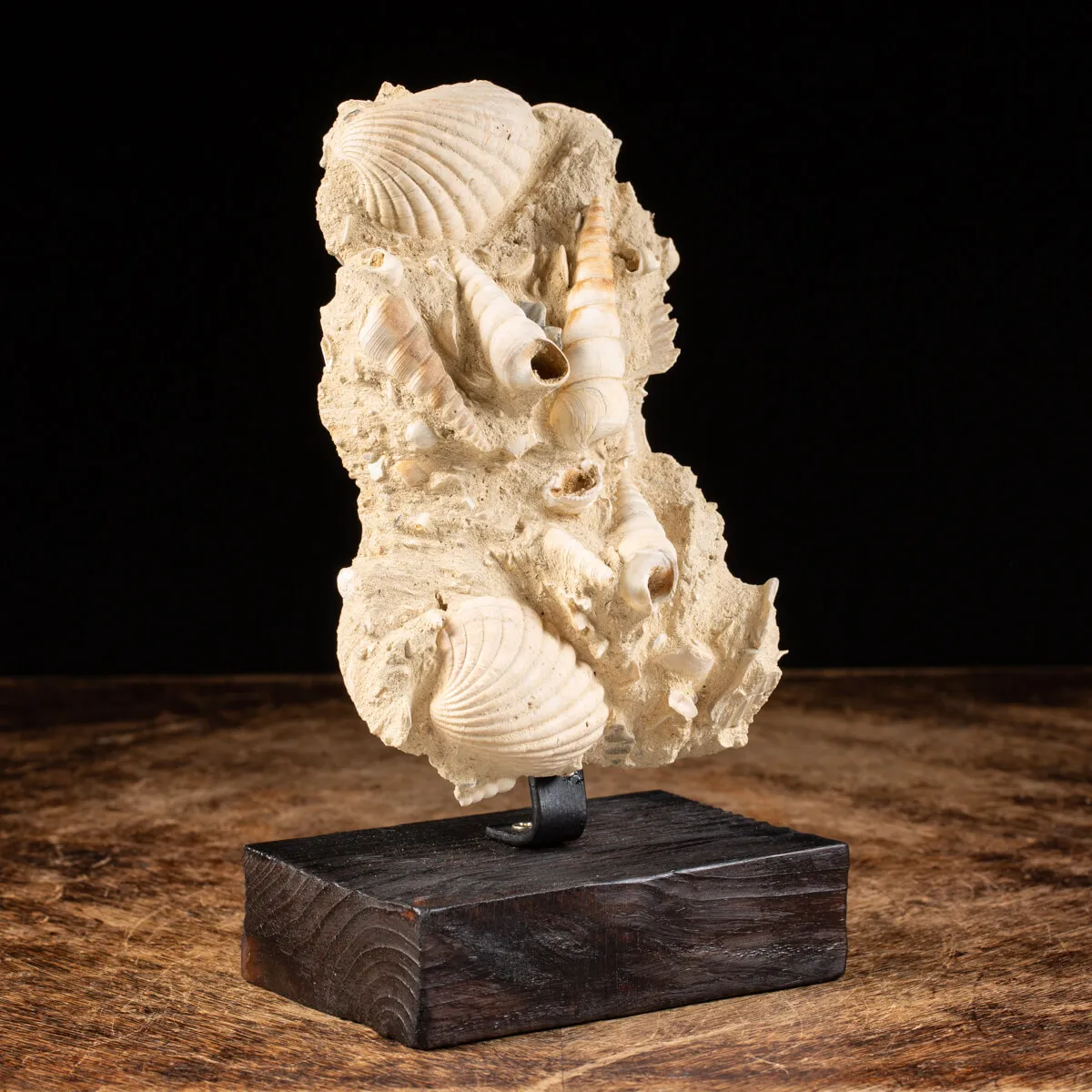 Lastra con conchiglie fossili