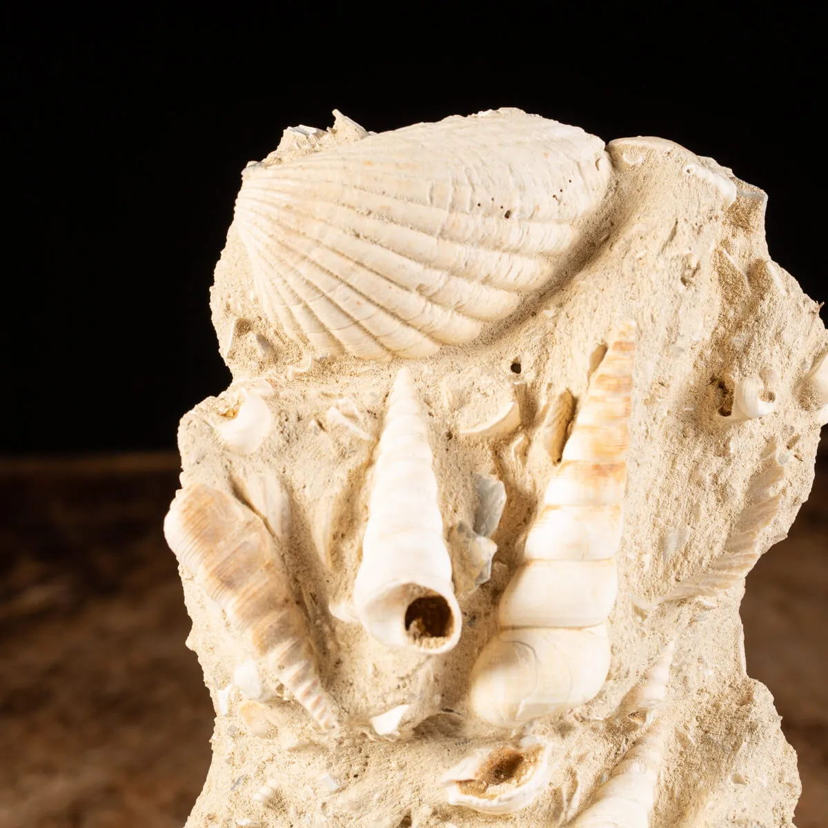 Lastra con conchiglie fossili