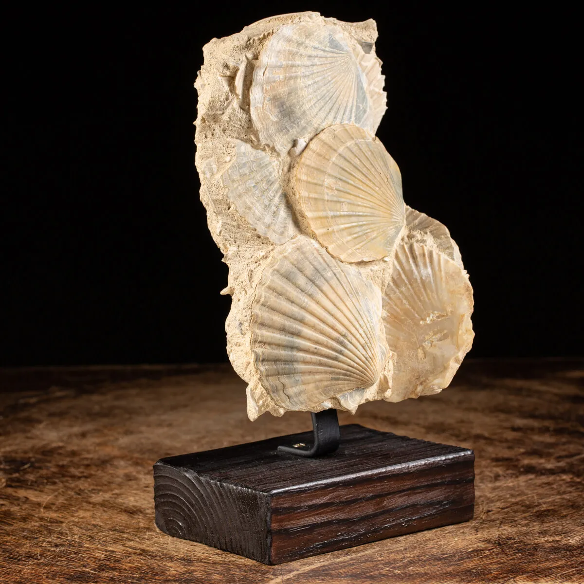 Lastra con conchiglie fossili