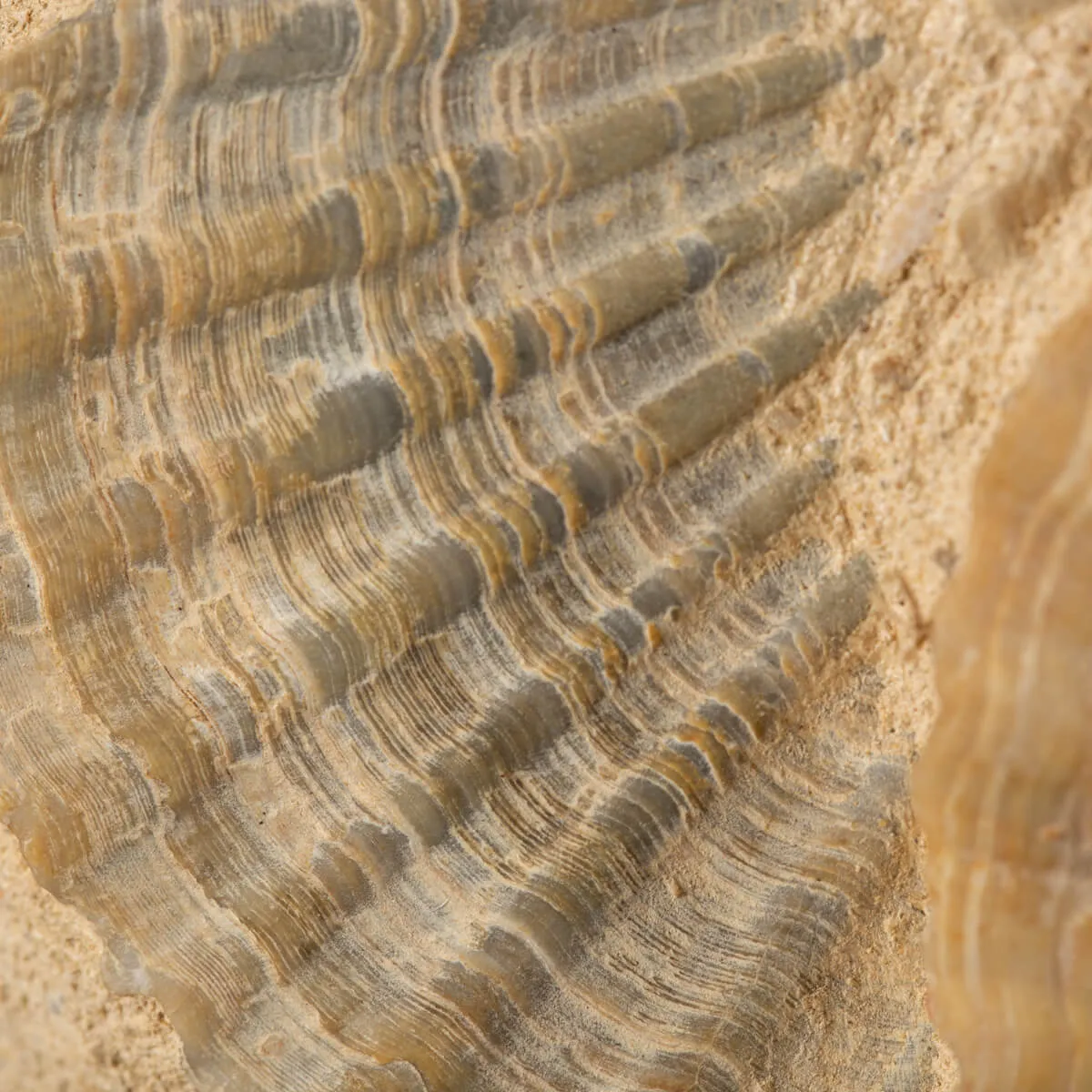 Lastra con conchiglie fossili
