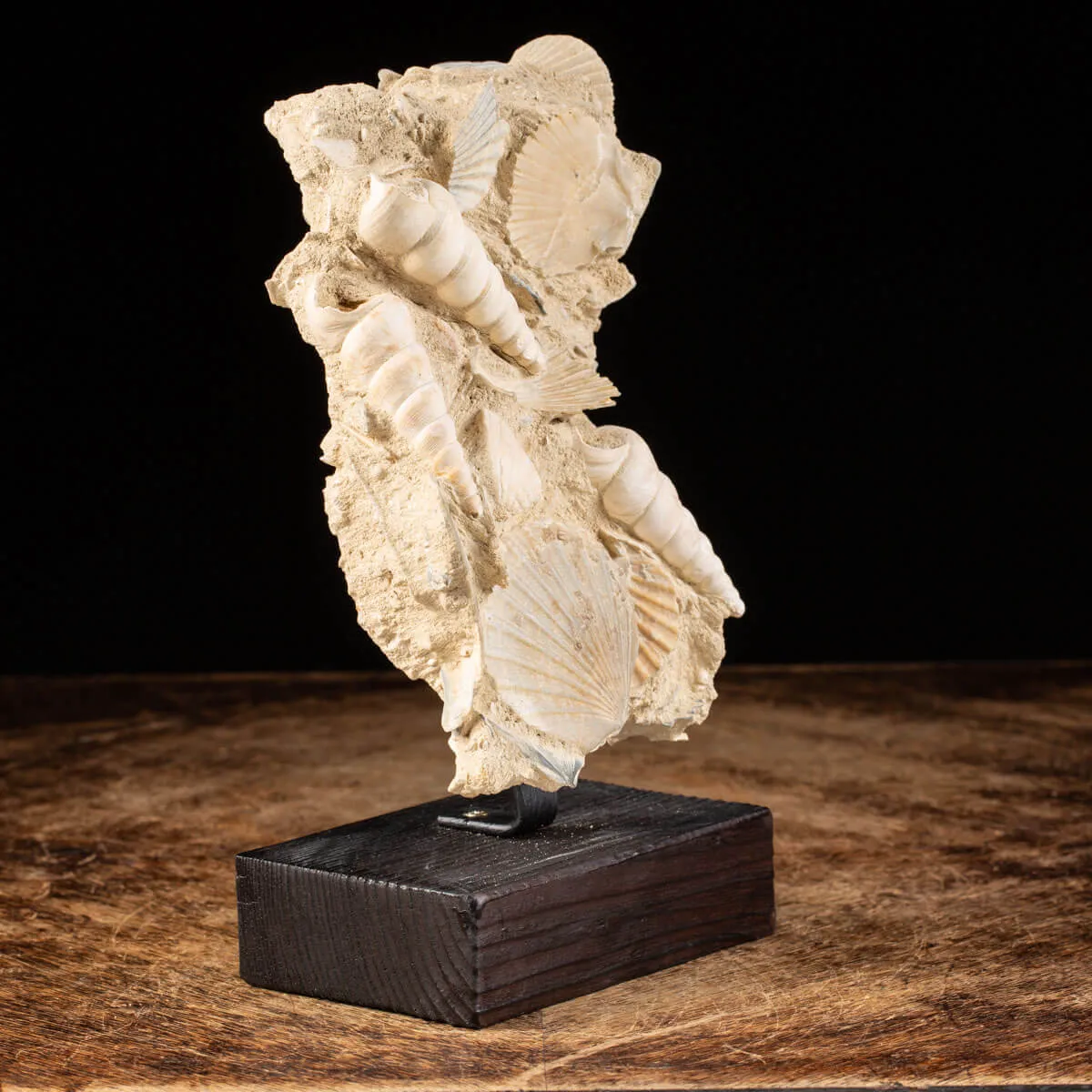 conchiglie fossili in matrice -  Pecten e Turritelle