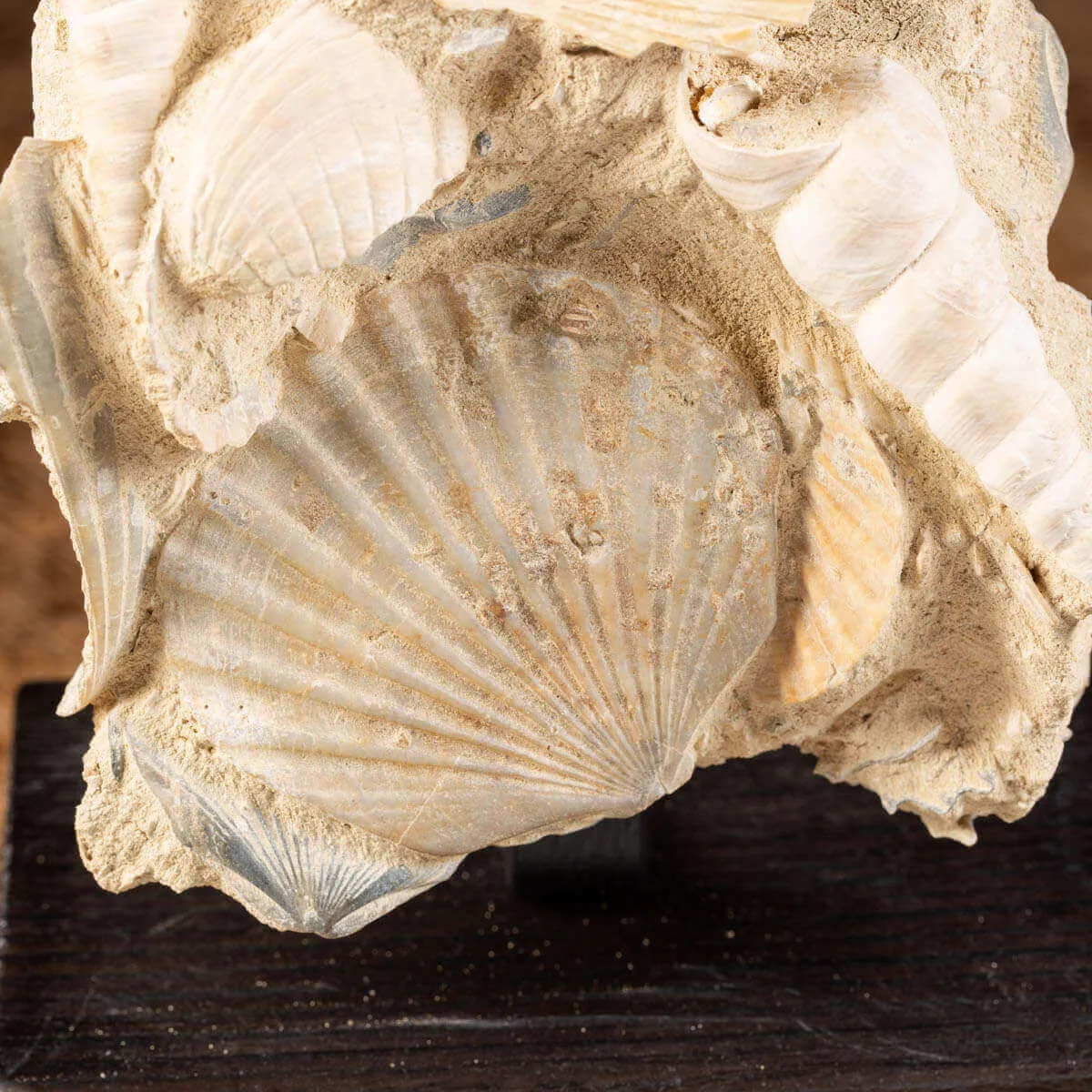 conchiglie fossili in matrice -  Pecten e Turritelle