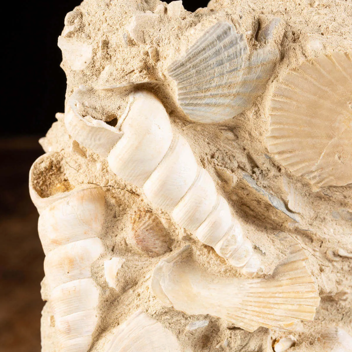 conchiglie fossili in matrice -  Pecten e Turritelle