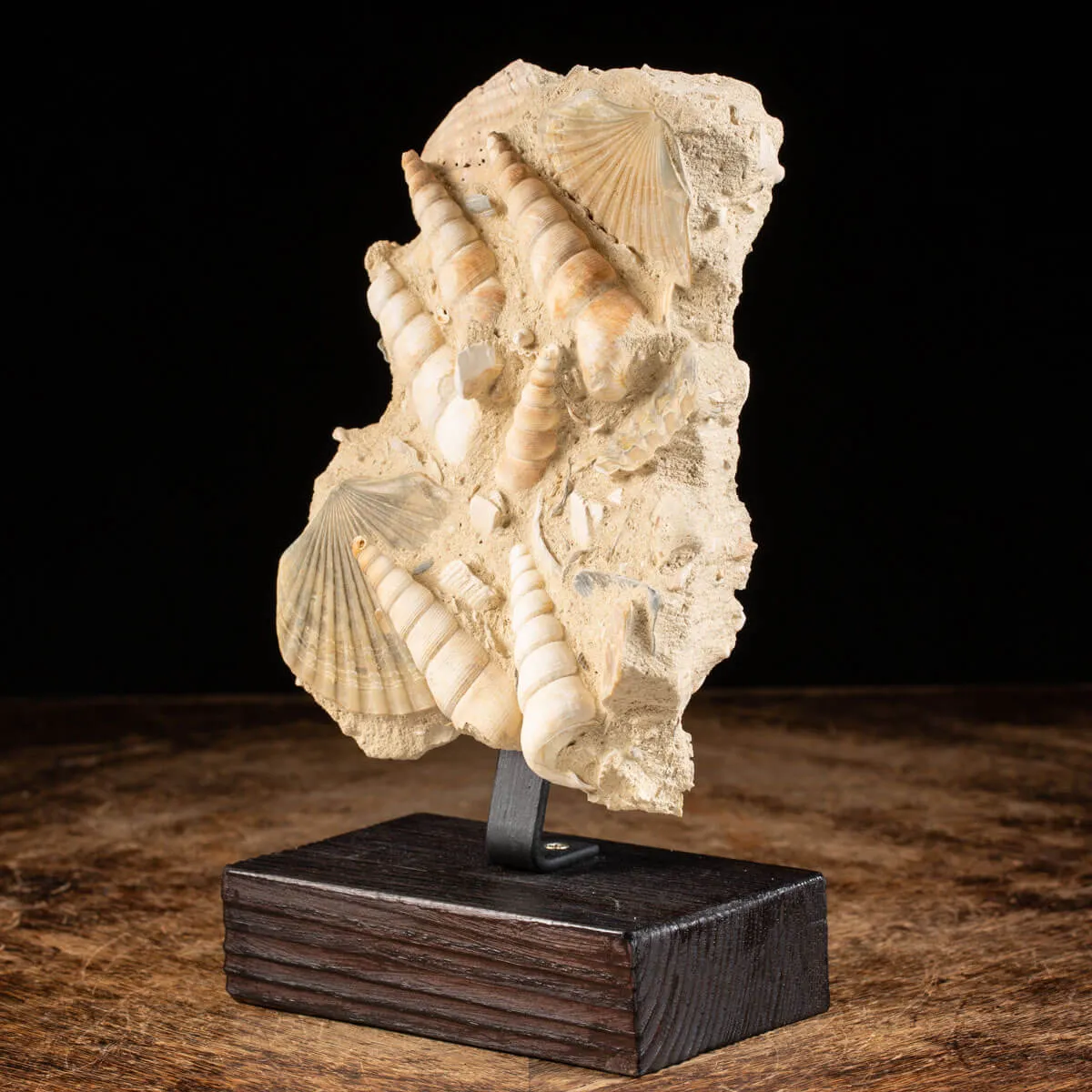 conchiglie fossili in matrice -  Pecten e Turritelle