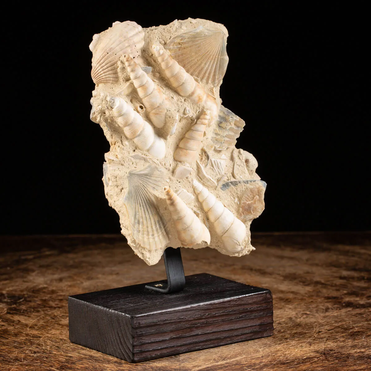 conchiglie fossili in matrice -  Pecten e Turritelle