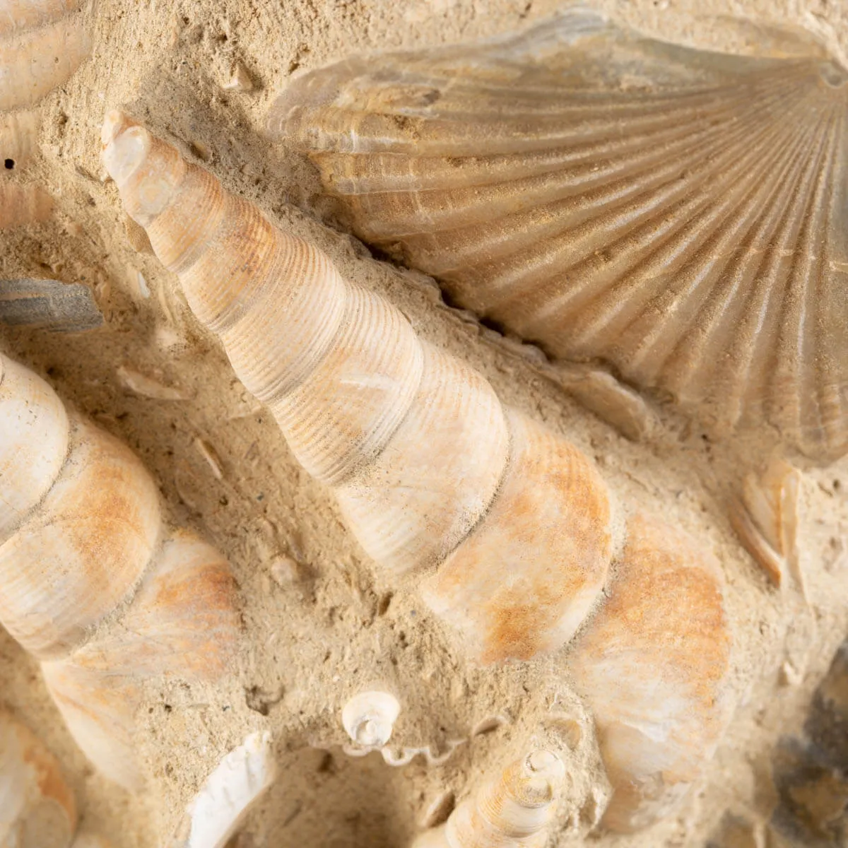 conchiglie fossili in matrice -  Pecten e Turritelle