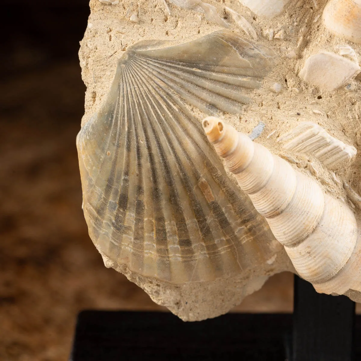 conchiglie fossili in matrice -  Pecten e Turritelle