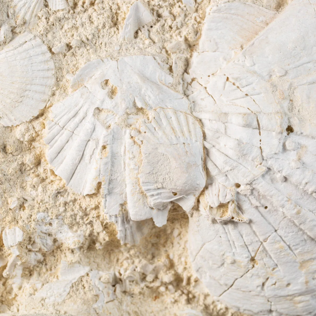 conchiglie fossili di Saint-Jacques - Francia