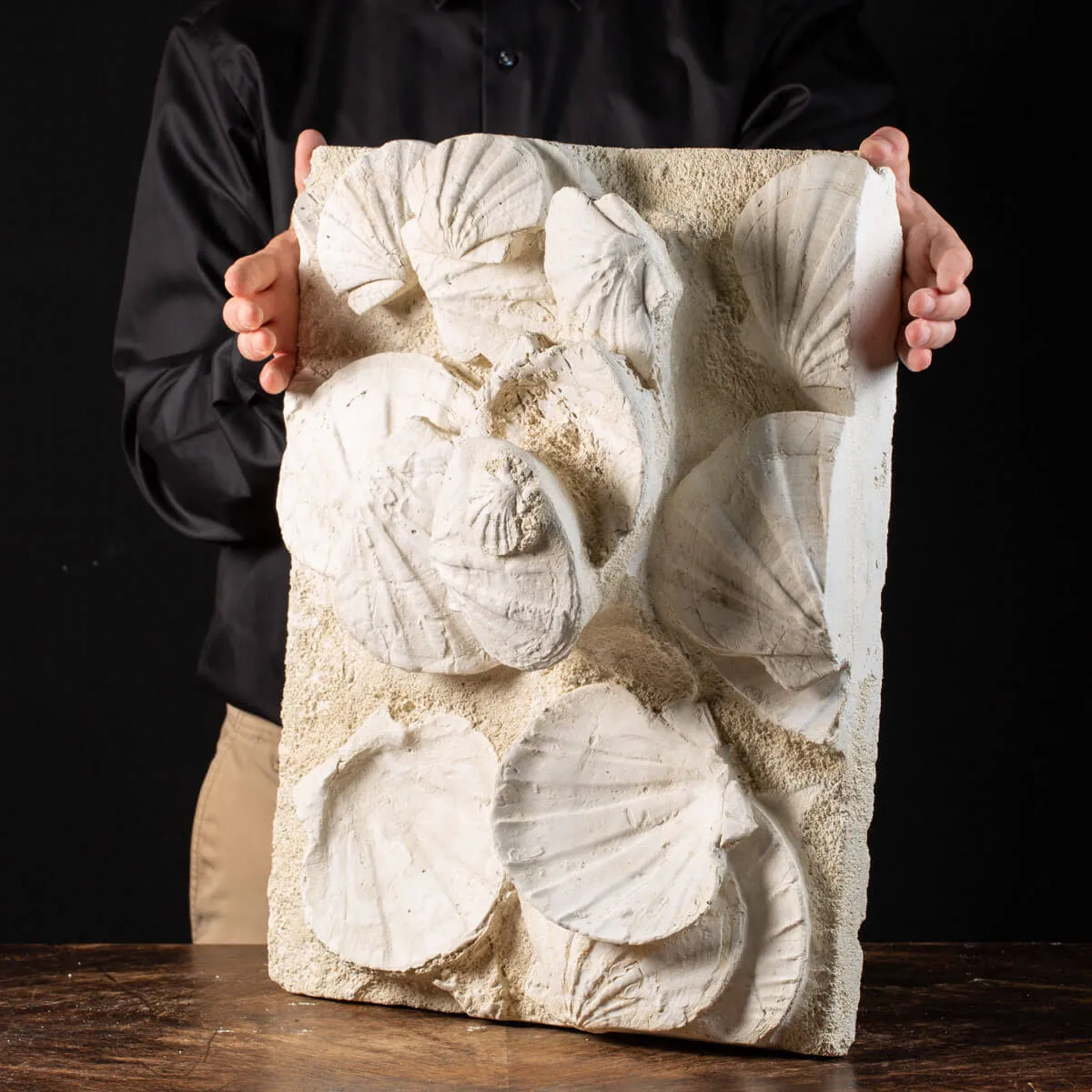 eccezionale grande placca di conchiglie di Saint-Jacques fossilizzate