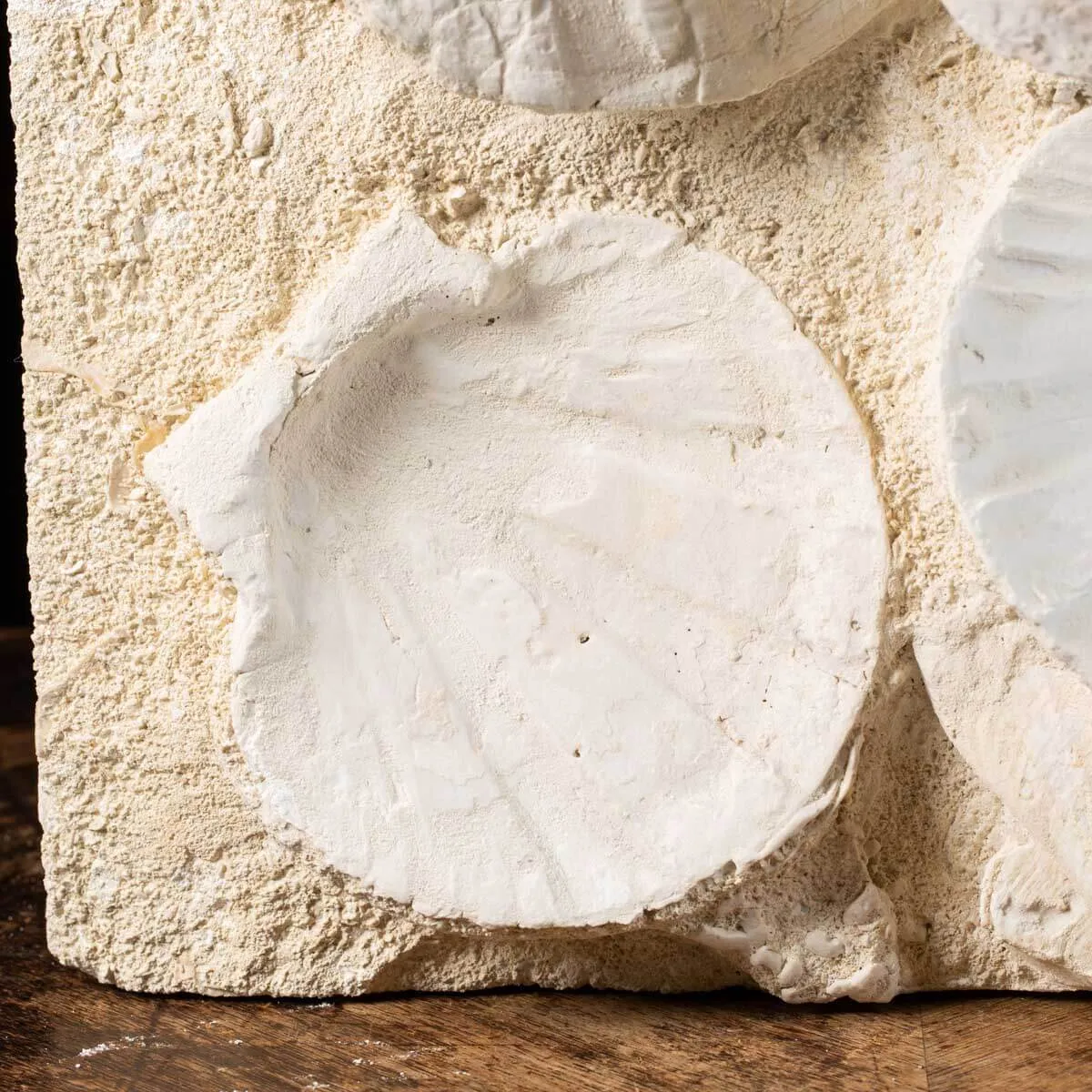 eccezionale grande placca di conchiglie di Saint-Jacques fossilizzate