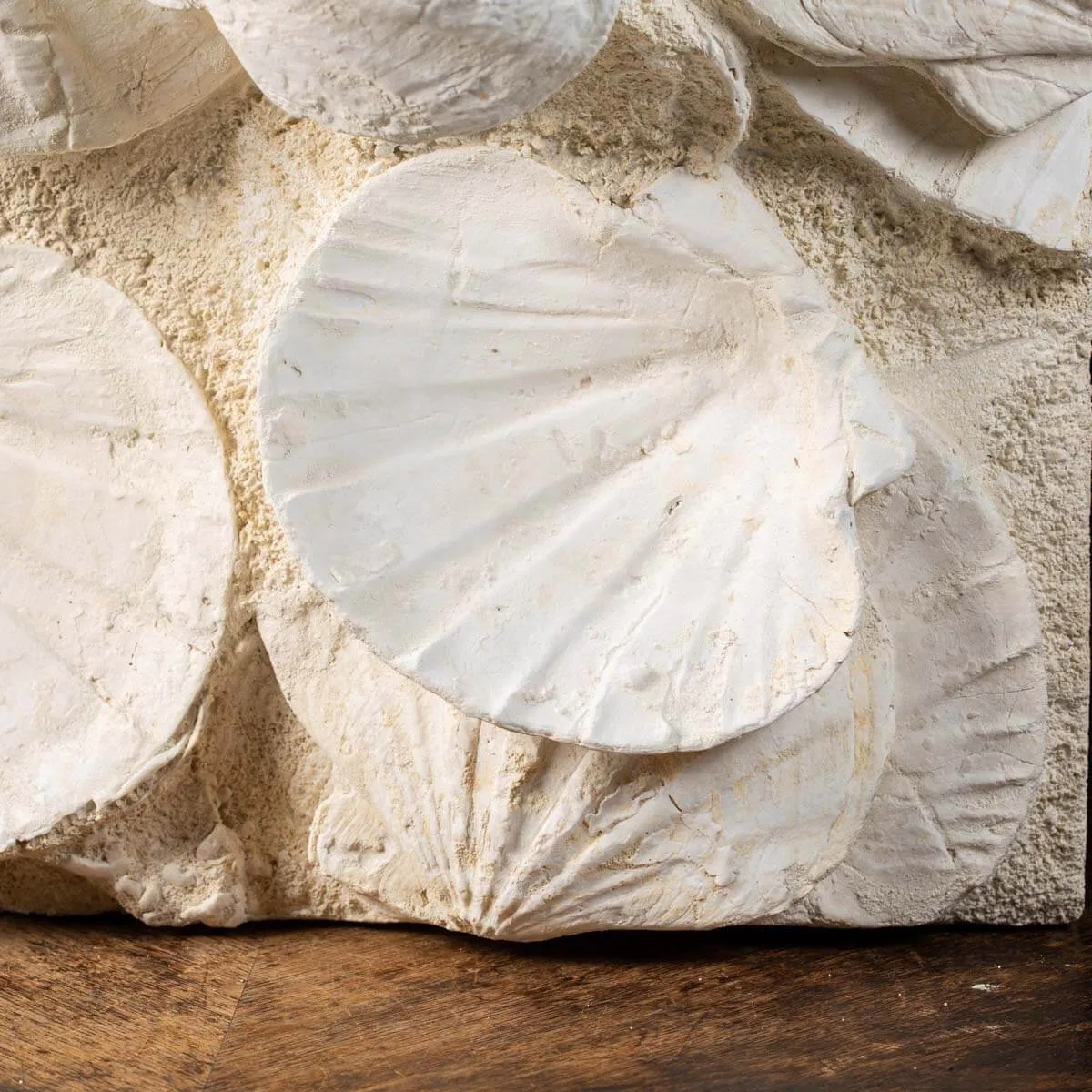 eccezionale grande placca di conchiglie di Saint-Jacques fossilizzate